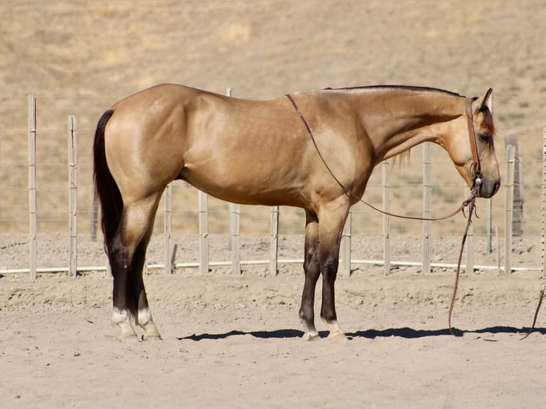American Quarter Horse Wallach 6 Jahre 152 cm Buckskin in Tres Pinos