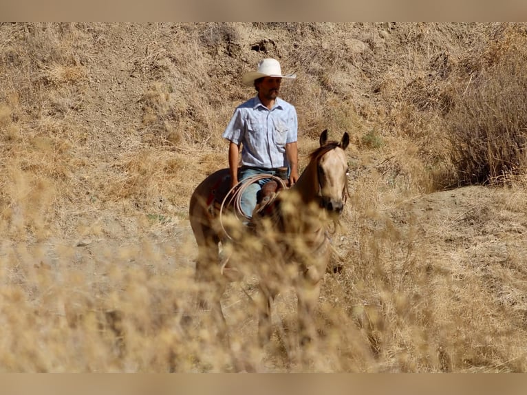 American Quarter Horse Wallach 6 Jahre 152 cm Buckskin in Tres Pinos