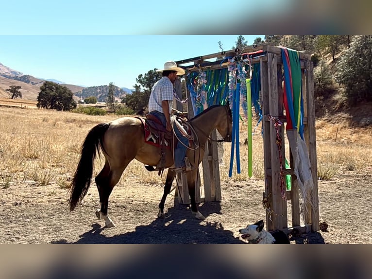 American Quarter Horse Wallach 6 Jahre 152 cm Buckskin in Tres Pinos