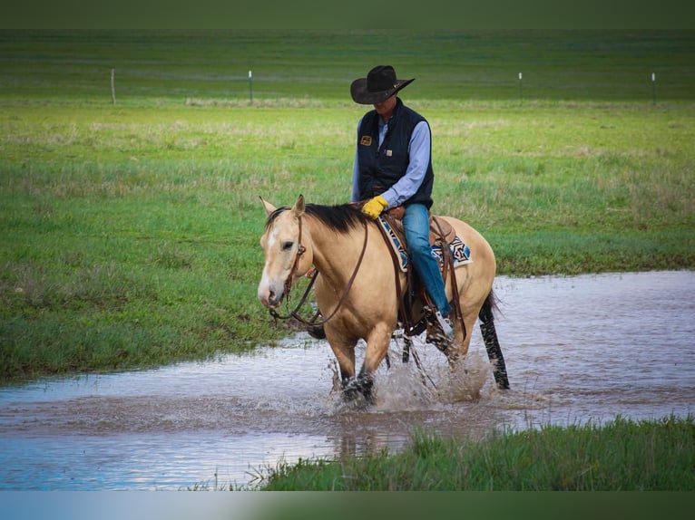 American Quarter Horse Wallach 6 Jahre 152 cm Buckskin in Amarillo, TX