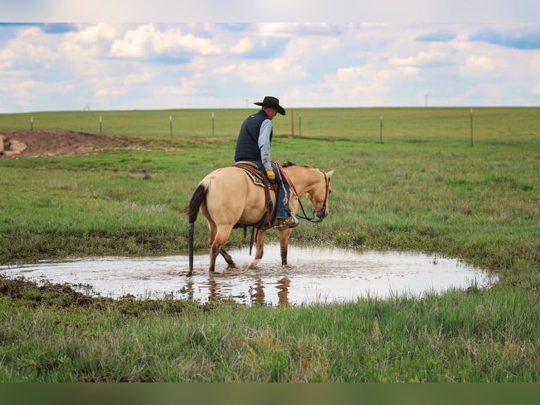 American Quarter Horse Wallach 6 Jahre 152 cm Buckskin in Amarillo, TX