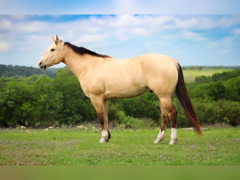 American Quarter Horse Wallach 6 Jahre 152 cm Buckskin in Amarillo, TX