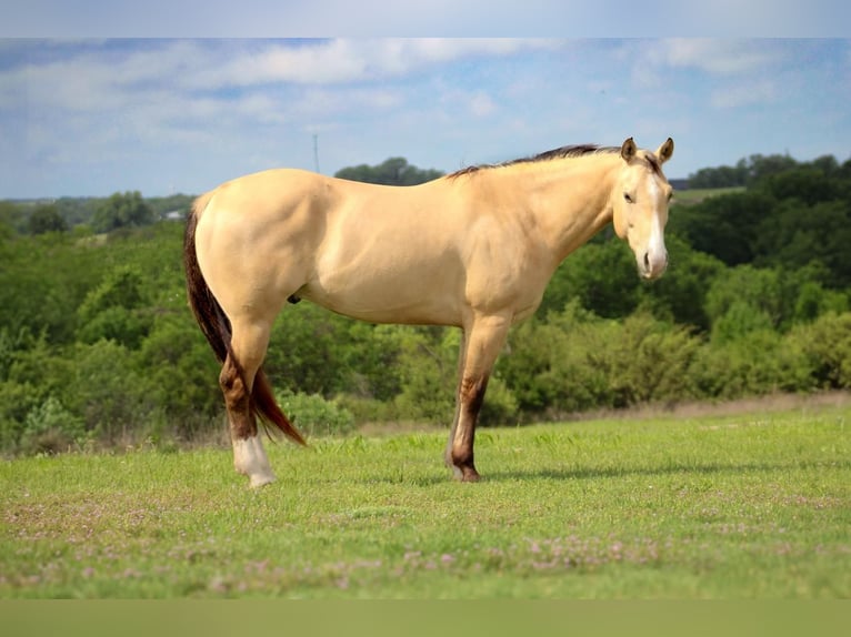 American Quarter Horse Wallach 6 Jahre 152 cm Buckskin in Amarillo, TX