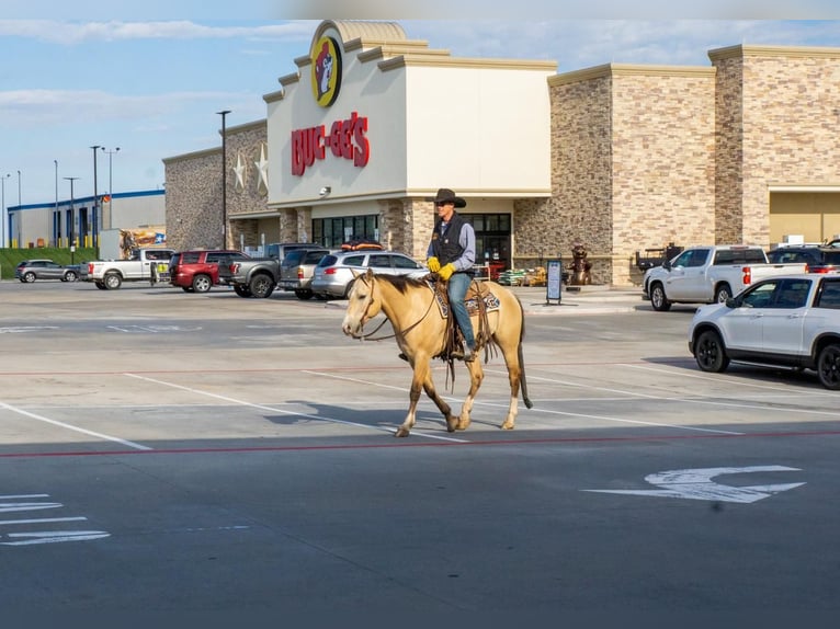 American Quarter Horse Wallach 6 Jahre 152 cm Buckskin in Amarillo, TX