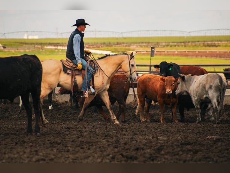 American Quarter Horse Wallach 6 Jahre 152 cm Buckskin in Amarillo, TX