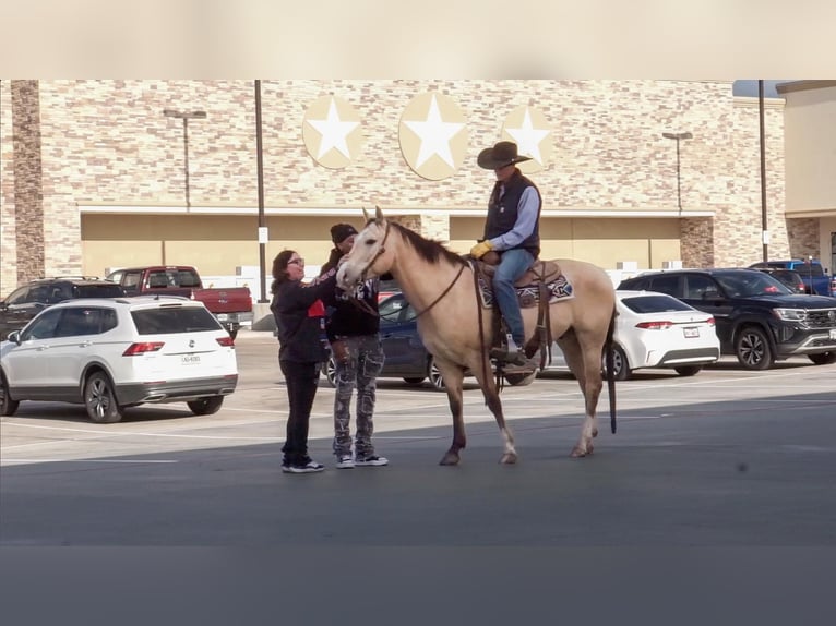 American Quarter Horse Wallach 6 Jahre 152 cm Buckskin in Amarillo, TX