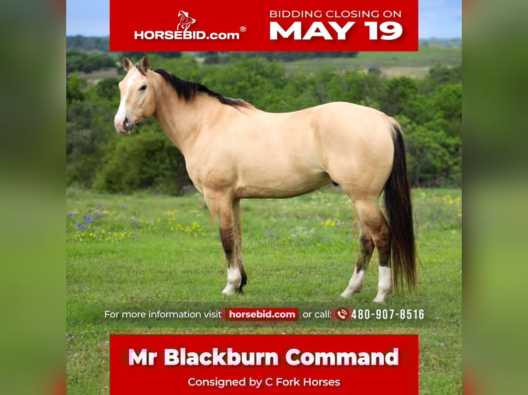 American Quarter Horse Wallach 6 Jahre 152 cm Buckskin in Amarillo, TX