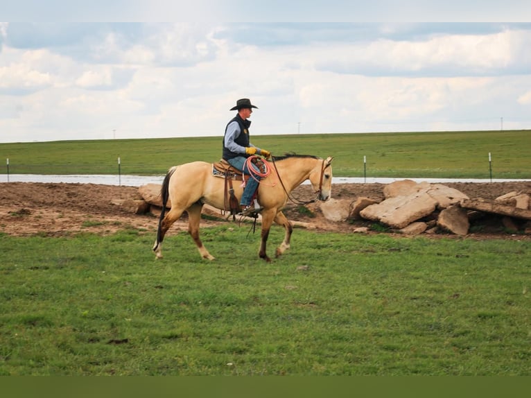 American Quarter Horse Wallach 6 Jahre 152 cm Buckskin in Amarillo, TX