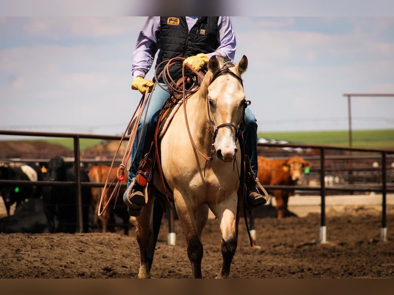 American Quarter Horse Wallach 6 Jahre 152 cm Buckskin in Amarillo, TX