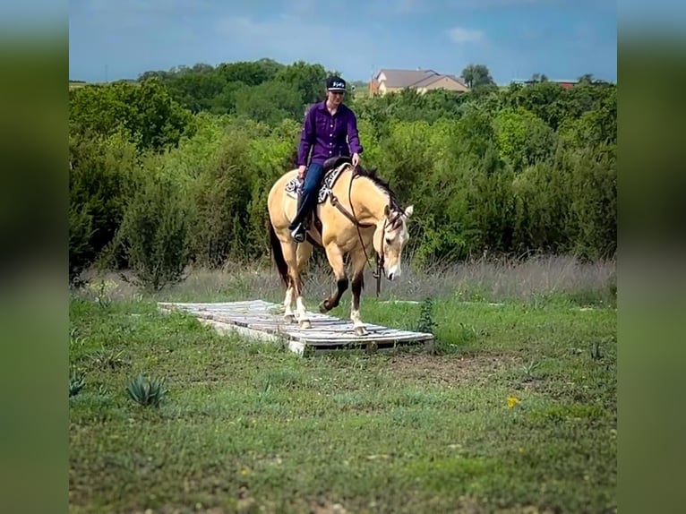 American Quarter Horse Wallach 6 Jahre 152 cm Buckskin in Amarillo, TX