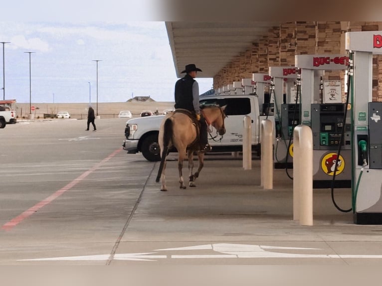 American Quarter Horse Wallach 6 Jahre 152 cm Buckskin in Amarillo, TX