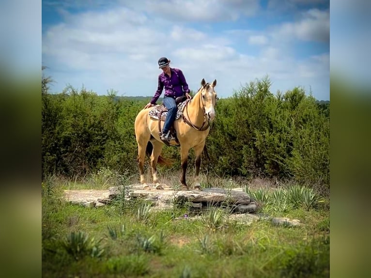 American Quarter Horse Wallach 6 Jahre 152 cm Buckskin in Amarillo, TX