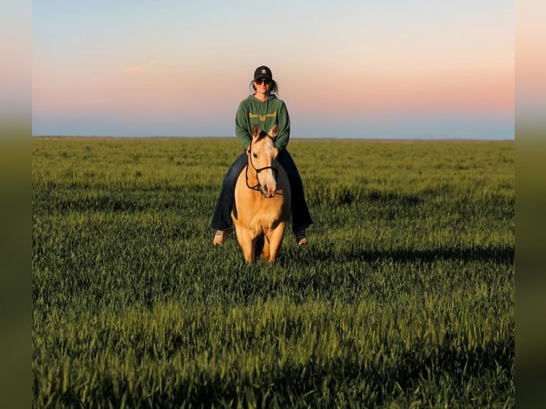 American Quarter Horse Wallach 6 Jahre 152 cm Buckskin in Amarillo, TX