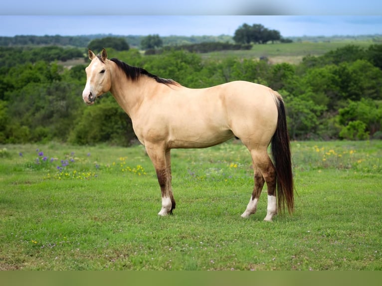 American Quarter Horse Wallach 6 Jahre 152 cm Buckskin in Amarillo, TX