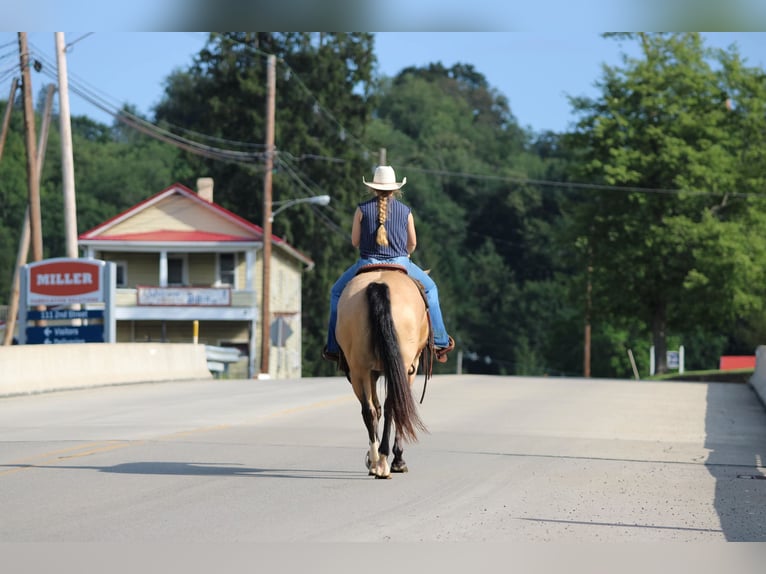 American Quarter Horse Wallach 6 Jahre 152 cm Buckskin in Clarion