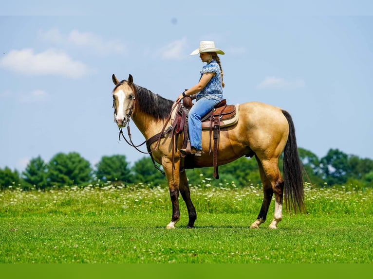American Quarter Horse Wallach 6 Jahre 152 cm Buckskin in Clarion