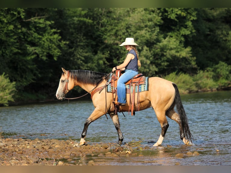 American Quarter Horse Wallach 6 Jahre 152 cm Buckskin in Clarion