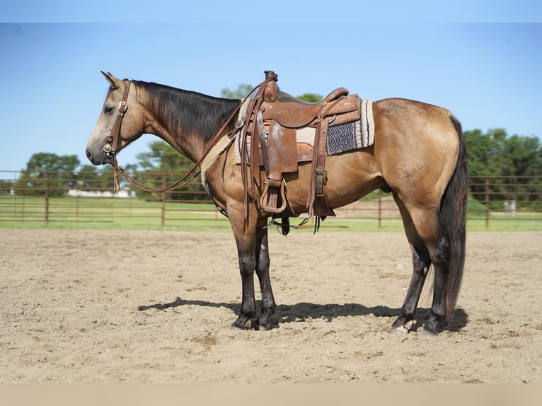 American Quarter Horse Wallach 6 Jahre 152 cm Buckskin in Corsica