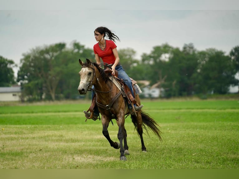 American Quarter Horse Wallach 6 Jahre 152 cm Buckskin in Corsica