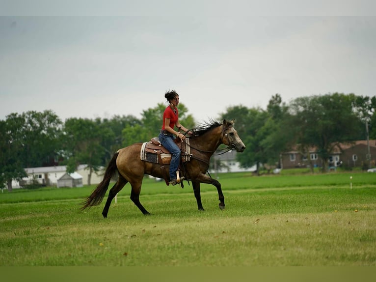 American Quarter Horse Wallach 6 Jahre 152 cm Buckskin in Corsica