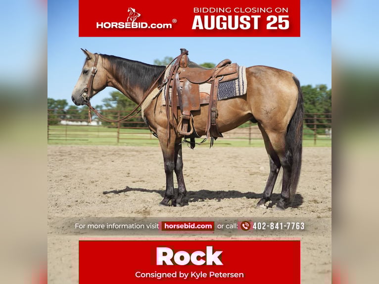 American Quarter Horse Wallach 6 Jahre 152 cm Buckskin in Corsica