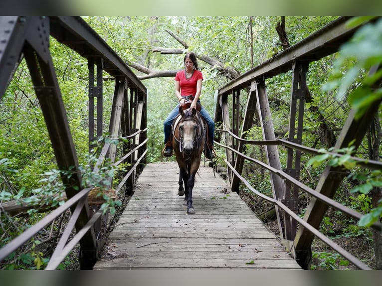 American Quarter Horse Wallach 6 Jahre 152 cm Buckskin in Corsica