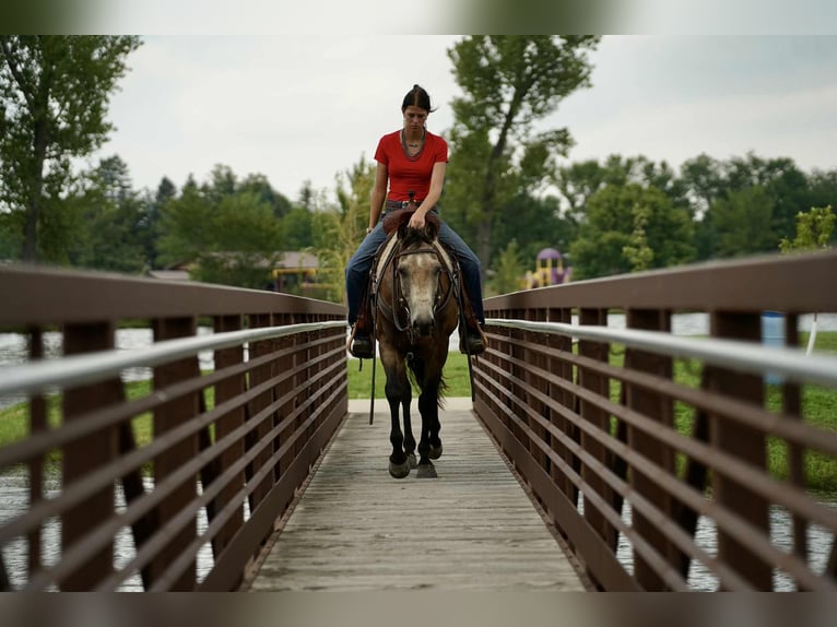 American Quarter Horse Wallach 6 Jahre 152 cm Buckskin in Corsica