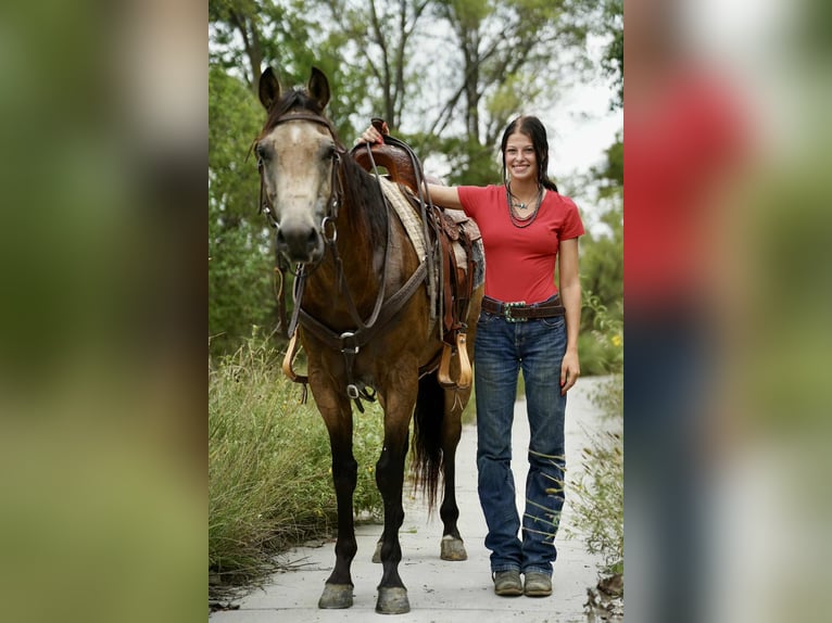 American Quarter Horse Wallach 6 Jahre 152 cm Buckskin in Corsica