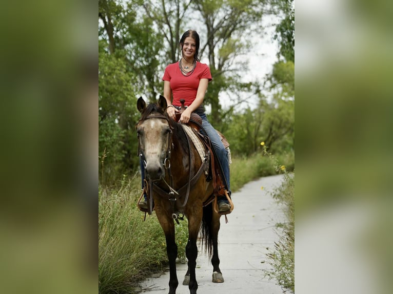 American Quarter Horse Wallach 6 Jahre 152 cm Buckskin in Corsica