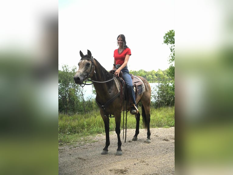 American Quarter Horse Wallach 6 Jahre 152 cm Buckskin in Corsica