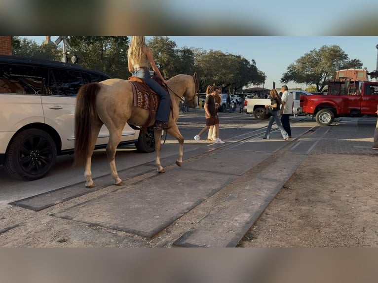 American Quarter Horse Wallach 6 Jahre 152 cm Buckskin in Decatur
