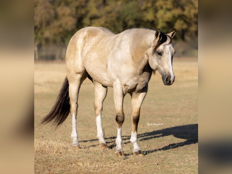 American Quarter Horse Wallach 6 Jahre 152 cm Buckskin in Decatur