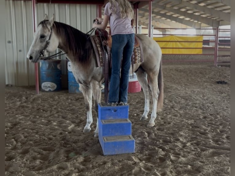 American Quarter Horse Wallach 6 Jahre 152 cm Buckskin in Decatur