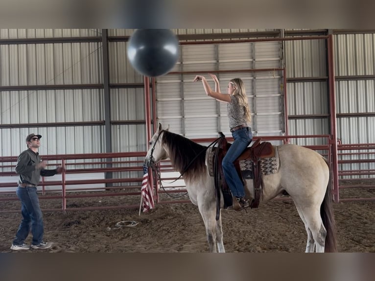 American Quarter Horse Wallach 6 Jahre 152 cm Buckskin in Ponder