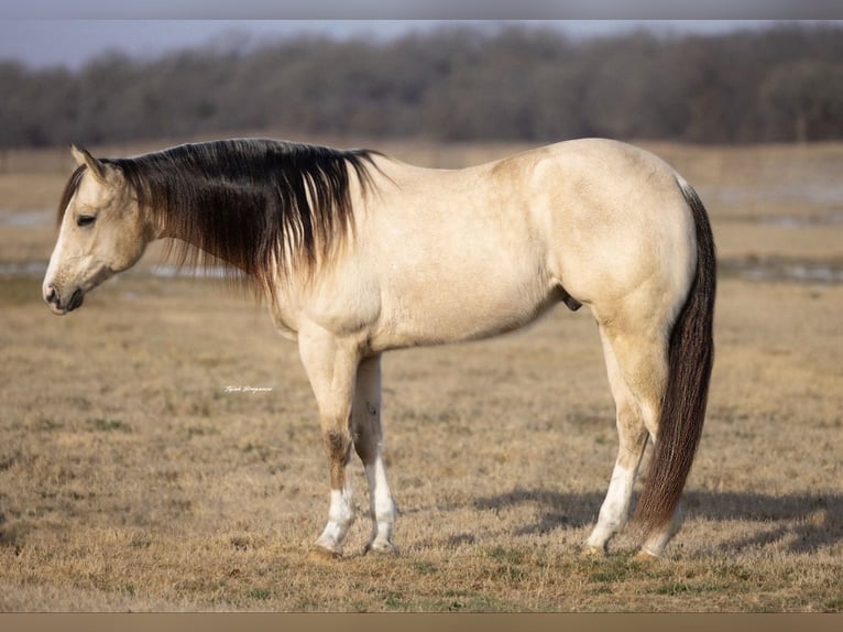 American Quarter Horse Wallach 6 Jahre 152 cm Buckskin in Ponder