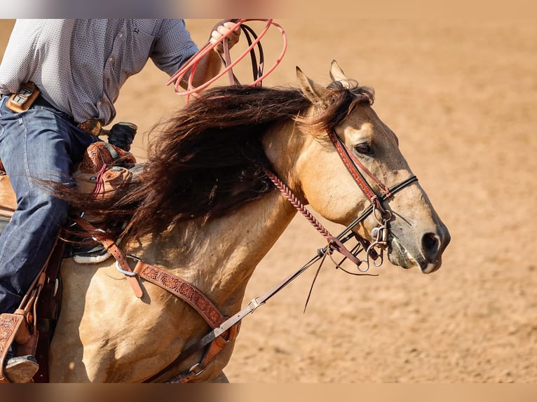 American Quarter Horse Wallach 6 Jahre 152 cm Buckskin in Weatherford