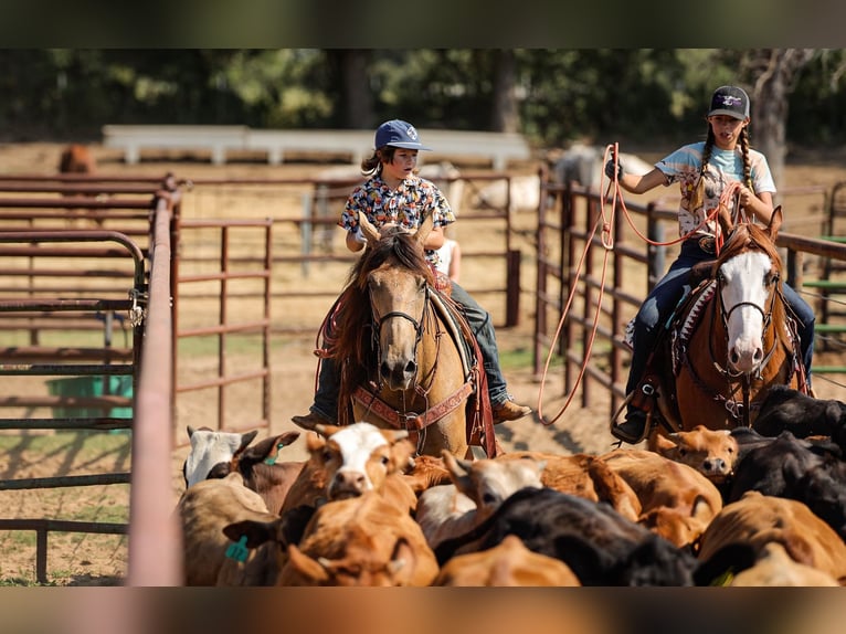 American Quarter Horse Wallach 6 Jahre 152 cm Buckskin in Weatherford