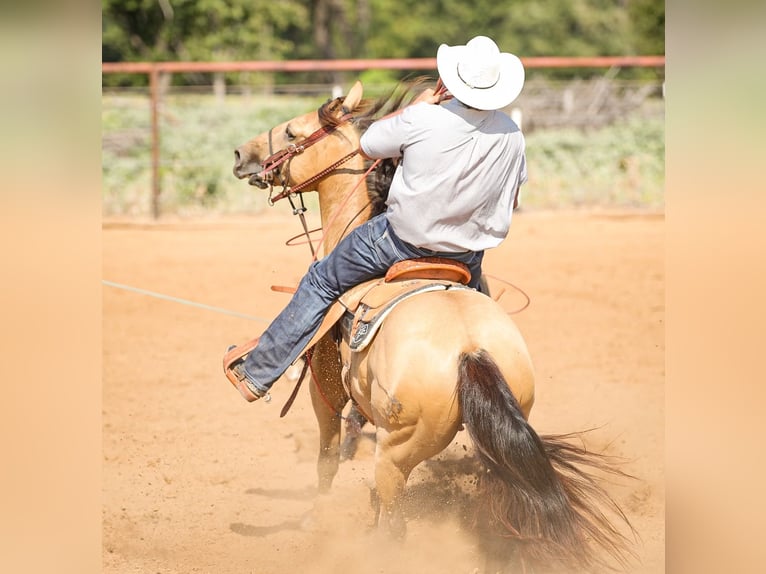 American Quarter Horse Wallach 6 Jahre 152 cm Buckskin in Weatherford