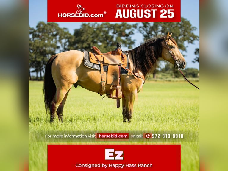 American Quarter Horse Wallach 6 Jahre 152 cm Buckskin in Weatherford