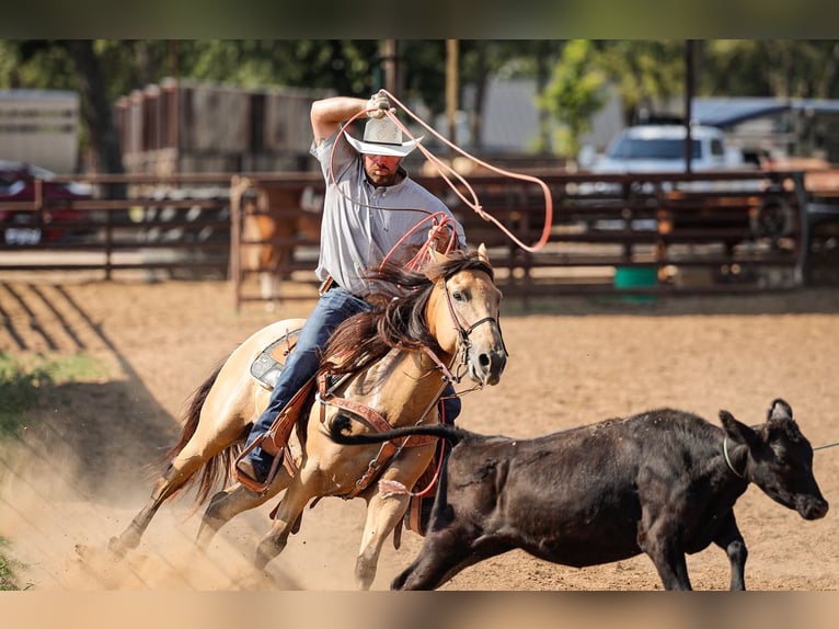 American Quarter Horse Wallach 6 Jahre 152 cm Buckskin in Weatherford