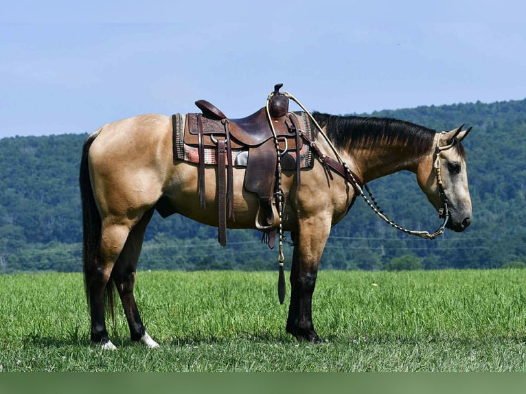 American Quarter Horse Wallach 6 Jahre 152 cm Buckskin in Rebersburg