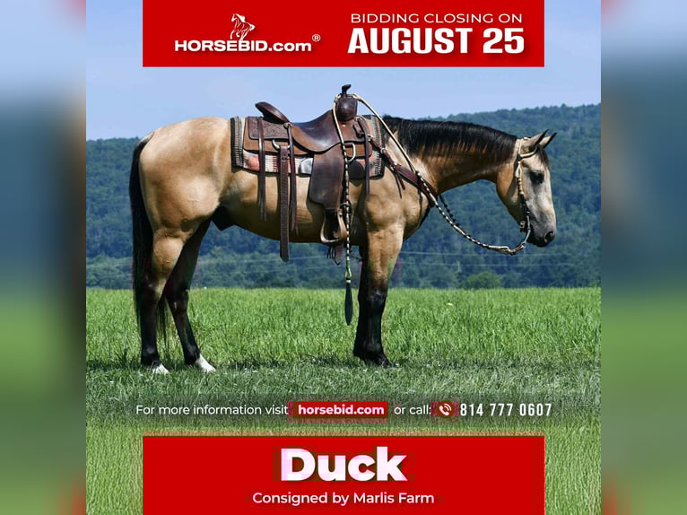 American Quarter Horse Wallach 6 Jahre 152 cm Buckskin in Rebersburg