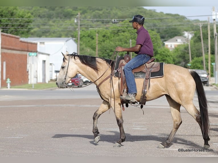American Quarter Horse Wallach 6 Jahre 152 cm Buckskin in Weatherford TX