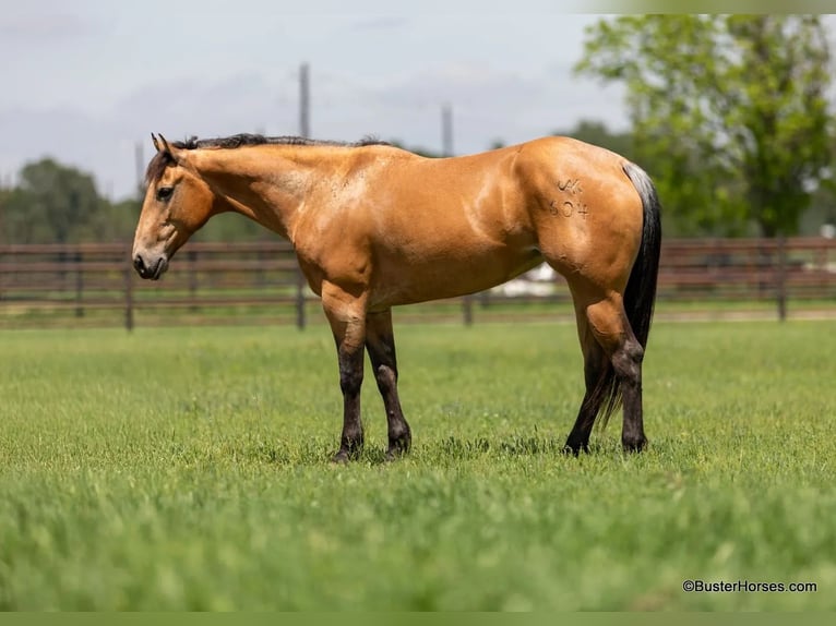 American Quarter Horse Wallach 6 Jahre 152 cm Buckskin in Weatherford TX