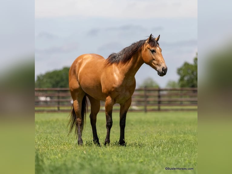 American Quarter Horse Wallach 6 Jahre 152 cm Buckskin in Weatherford TX