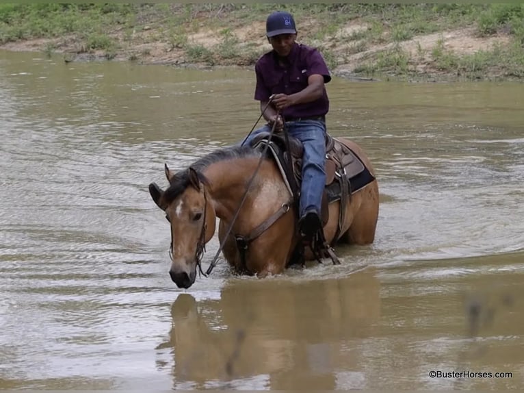 American Quarter Horse Wallach 6 Jahre 152 cm Buckskin in Weatherford TX