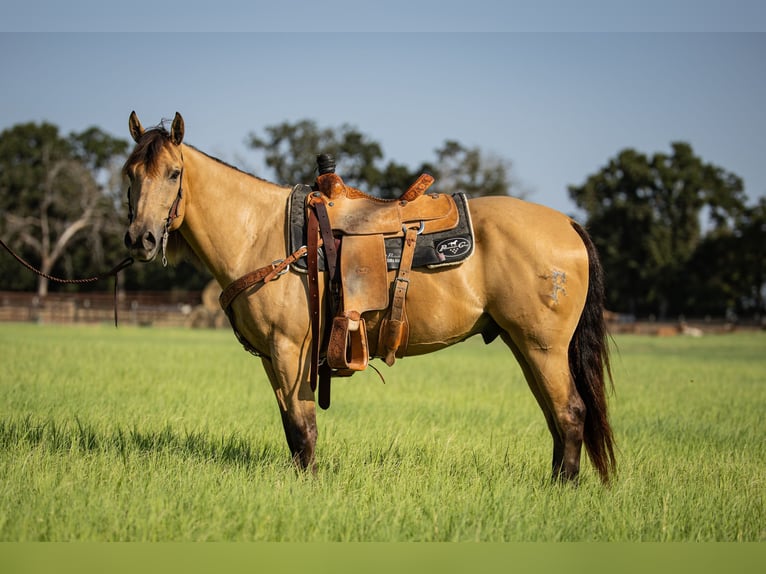 American Quarter Horse Wallach 6 Jahre 152 cm Buckskin in Weatherford