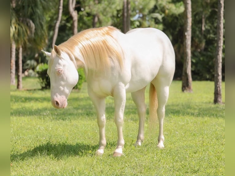 American Quarter Horse Wallach 6 Jahre 152 cm Cremello in Loxahatchee