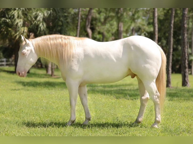 American Quarter Horse Wallach 6 Jahre 152 cm Cremello in Loxahatchee