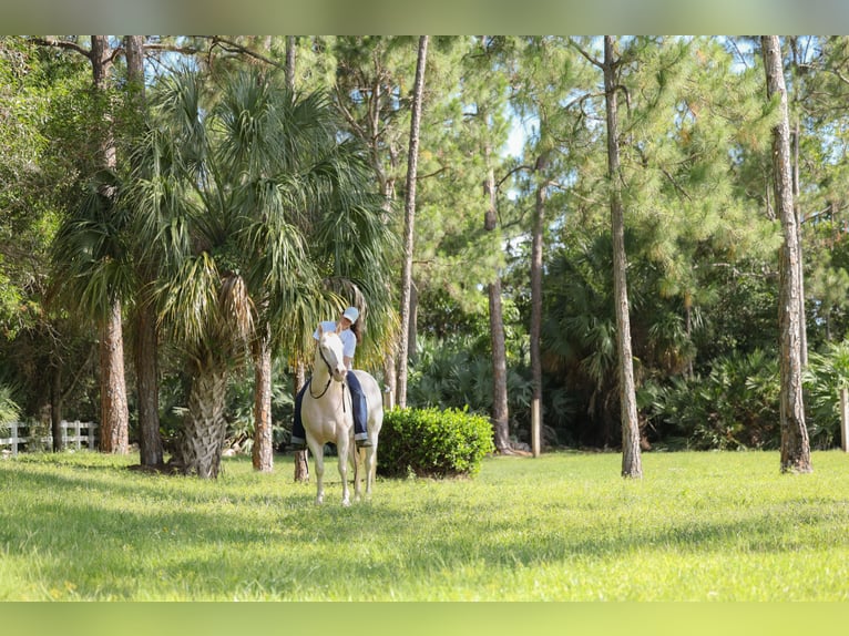 American Quarter Horse Wallach 6 Jahre 152 cm Cremello in Loxahatchee